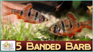 All About Five Banded Barb Pentazona Barb  A Small Barb for Smallish Aquariums [upl. by Kemme]