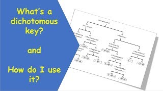 Dichotomous Key tutorial video [upl. by Vine]