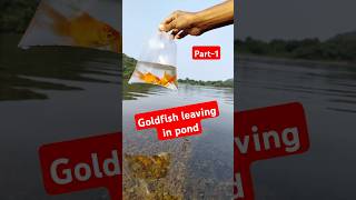 👆Realising Goldfish in Natural POND🔥💥🤯fish goldfish ponds goldfishpond [upl. by Sonahpets203]