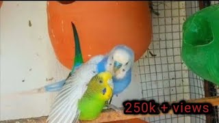 October 27 2023 Budgies mating  parakeet singing birds budgies nature [upl. by Liahkim]