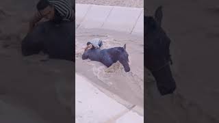 ayuda caballos rio agua rescate viralvideo hombres short shorts [upl. by Charlena]