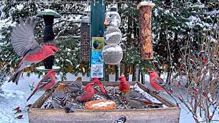 Pine Grosbeak Flock Stays Busy Foraging On Snowy Day In Ontario – Jan 3 2022 [upl. by Eyanaj25]