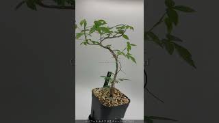 【多肉植物塊根植物】実生 コミフォラ カタフ Commiphora kataf の成長記録！ 多肉植物 塊根植物 塊根植物のある暮らし [upl. by Anirbed606]