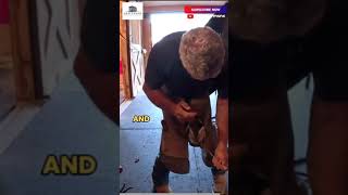 Arthritic Horse Gets A Hoof Trim shorts horse farrier farmlife [upl. by Aibar63]