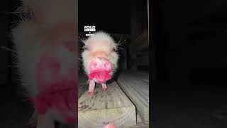 This perfect piglet loves pomegranate 🥹 🐷 🎥 TikTok  loveanddiz [upl. by Ajdan]