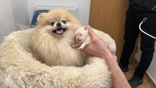 2 week update  My Pomeranian had a puppy [upl. by Hancock]