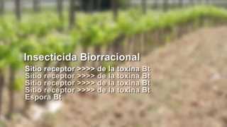 Descubre la verdad sobre los Bacillus thuringiensis  I Parte [upl. by Claman291]