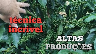 COMO OBTER ALTAS PRODUÇÕES DE CAFÉ ARABICA  TÉCNICA INCRÍVEL PARA RECUPERAR SUAS LAVOURAS [upl. by Jessie645]