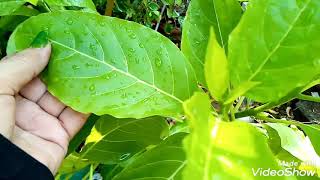 pisonia albapisoniabeautiful light green leafy planturdu hindi [upl. by Airaet]