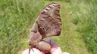 Polyphemus Moth female [upl. by Nosdrahcir]