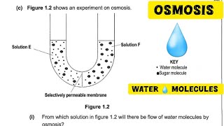 Biology Soecialised Cells How Osmosis Works  exam [upl. by Savanna]