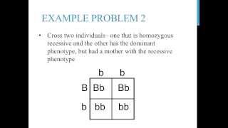 Punnett square practice problems simple [upl. by Philander]