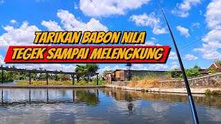 MANCING KOLAM PEMANCINGAN KADISOKA TERNYATA BANYAK NILA BABON [upl. by Noiram681]