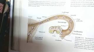 Fertilization in Mammals Part 1  Sperm Capacitation and Underlying Signaling Pathways [upl. by Luhar]