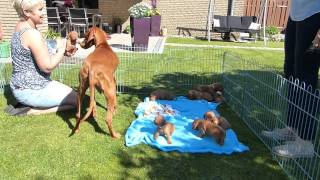 Lunas 20 Tage alte Welpen Magyar Vizsla im Garten [upl. by Ydualc]