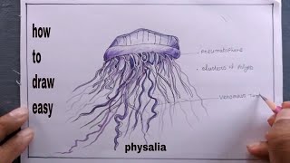 how to draw physalia drawingphysalia diagram drawing [upl. by Adnuhsar51]