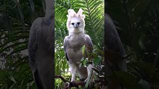 A Harpy Eagle  The Largest Eagle in the World [upl. by Anirdna]