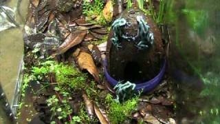 Dendrobates auratus wrestling to establish dominance [upl. by Aivatnwahs]