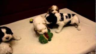 Cocker Spaniel Puppies  4 weeks old [upl. by Shamrao]