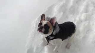 Labrador Retriever Helps French Bulldog In Snow [upl. by Bunde]