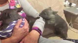 Baby wombat attack [upl. by Feeney]