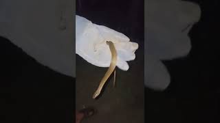 snake lovers ❤️🤩 🐍🐍 rescue 🙂 😍 dangerous like comment shareandsubscribelikeforlikesrpmshortvide [upl. by Cathlene767]