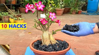 10 CHARCOAL HACKS amp TRICKS IN GARDENING  Uses of Charcoal for Plants [upl. by Fiedling]