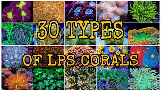 30 TYPES OF LPS CORALS [upl. by Erich414]