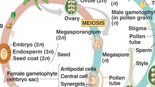 Angiosperm Life Cycle [upl. by Ellenar]