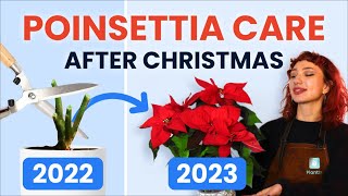 What To Do With Poinsettias After Christmas 🔔 Houseplant Care Tips  how to prune grow and bloom [upl. by Meaghan]