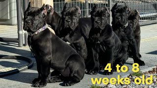 Cane Corso PUPPIES 4 to 8 weeks old shenanigans canecorso dogtraining dog [upl. by Dietz35]