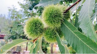 Chestnut tree [upl. by Andi]