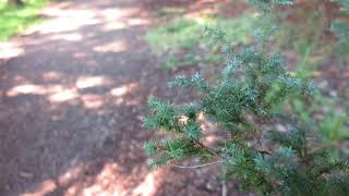 Cryptomeria japonica Ellegans Compacta kryptomerie japonská [upl. by Branch]