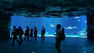 🇨🇳🐠珠海長隆宇宙飛船珍稀海洋生物鯊魚水族館娛樂 Zhuhai Hengqin Chimelong Spaceship Aquarium Sharks Fishes Fish Tank [upl. by Yesnik]