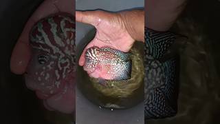 💥🐬நம்ம Flowerhorn எப்படி வளர்ந்துட்டான் பாருங்க🐠 Flowerhorn Fish Transformation🐟 shorts aquarium [upl. by Ebonee20]