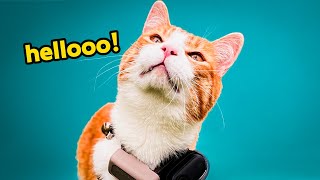 This Cat says HELLO  All Vlogs By Ros shorts [upl. by Kalasky]