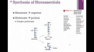 136Synthesis of Nonessential Amino Acids [upl. by Airehs]