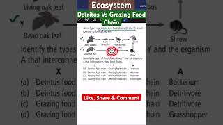 Ecosystem I Detritus vs Grazing Food Chain [upl. by Meingolda]