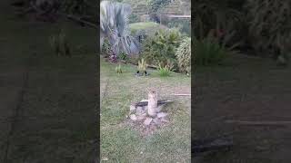 VIDEO 4 ENTREGA ICIAL FINCA LAS ACACIAS [upl. by Aihseya]