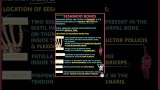 Sesamoid bones overview neet brdmedicalcollege youtubeshorts trending mbbsmd youtubevideos [upl. by Elyag]