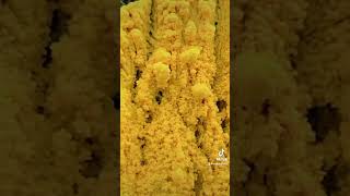 🍄 Appalachian Mushroom Lab Fuligo septica slimemold fungus fungi mushrooms billnye slimemold [upl. by Cummings]