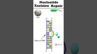 Nucleotide excision repair NER animation dnadamagerepair [upl. by Nev]