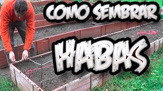 Como Sembrar Habas  Huerto Organico  La Huertina De Toni [upl. by Nimrac]