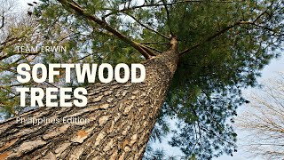 10 Softwood Trees in the Philippines [upl. by Enawtna]