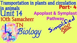 10 std biounit 14 transportation in plantsApoplast and symplast pathwayPART4Samacheer Kalvi TN [upl. by Goraud]