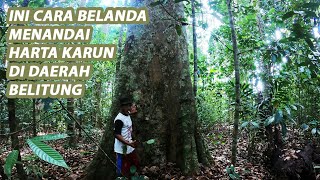 POHON KERUING BELITUNG [upl. by Eiramassenav]