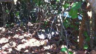 Raccoon Eating Sea Grapes at Lori Wilson Park Cocoa Beach [upl. by Anayhd36]