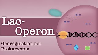 LacOperon  Genregulation bei Prokaryoten  Substratinduktion Endproduktrepression [upl. by Evangelia531]