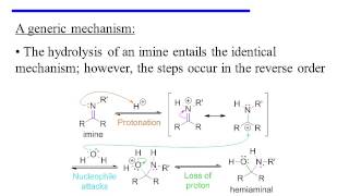 Imine Formation and Hydrolysis [upl. by Ellerol]