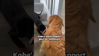 Older Dog Teaches Puppy To Use The Stairs [upl. by Werdnael]